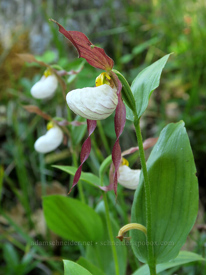 mountain lady's-slippers (Cypripedium montanum) [Brooks Memorial State Park, Klickitat County, Washington]