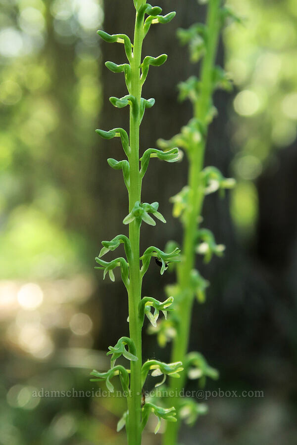 Alaska rein orchid (Platanthera unalascensis (Piperia unalascensis)) [Brooks Memorial State Park, Klickitat County, Washington]