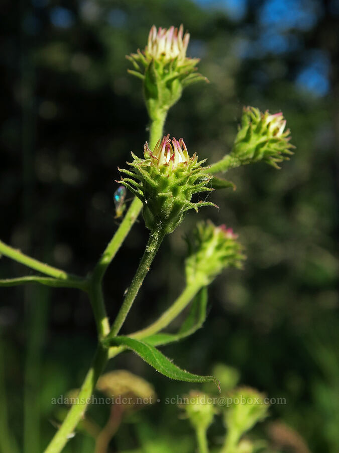 aster, budding [Brooks Memorial State Park, Klickitat County, Washington]