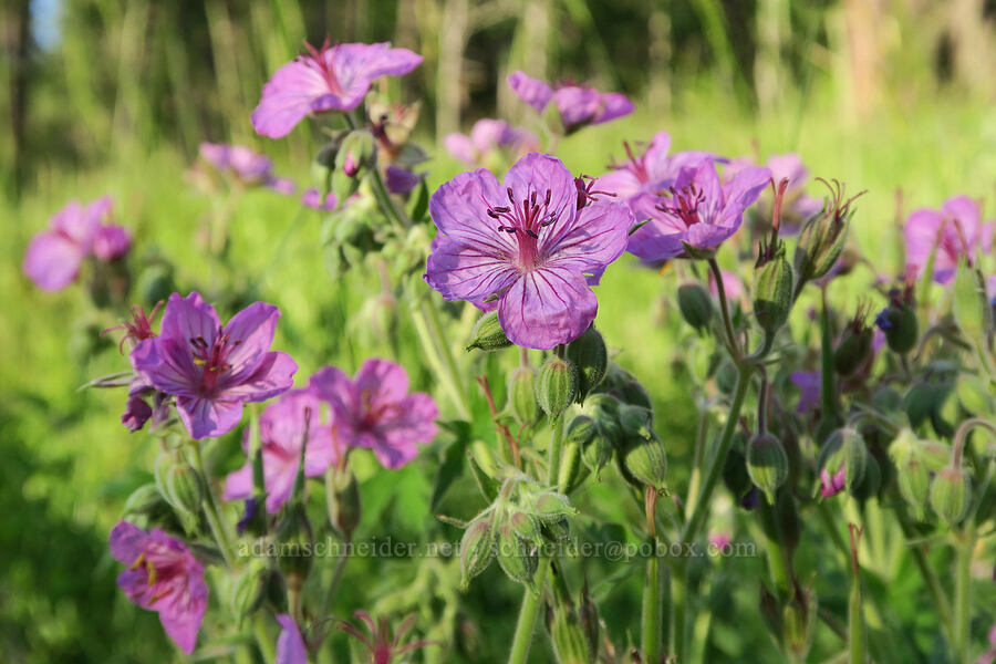 sticky geraniums (Geranium viscosissimum) [Brooks Memorial State Park, Klickitat County, Washington]