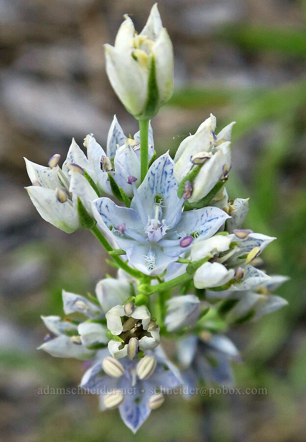white-stemmed frasera (Frasera albicaulis var. columbiana (Swertia columbiana)) [Brooks Memorial State Park, Klickitat County, Washington]