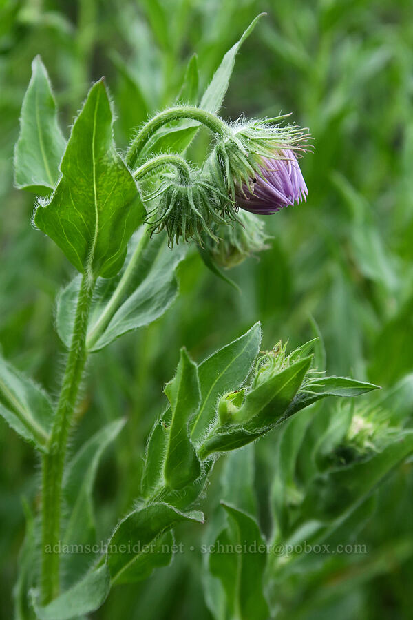 showy fleabane, budding (Erigeron speciosus) [Brooks Memorial State Park, Klickitat County, Washington]