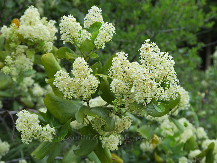 snow-brush (Ceanothus velutinus) [Brooks Memorial State Park, Klickitat County, Washington]