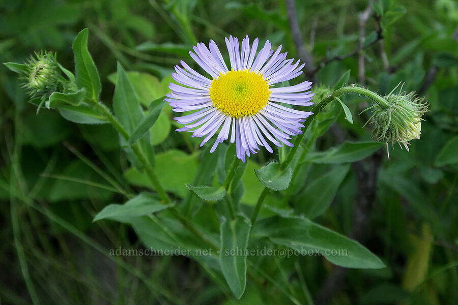 showy fleabane (Erigeron speciosus) [Brooks Memorial State Park, Klickitat County, Washington]