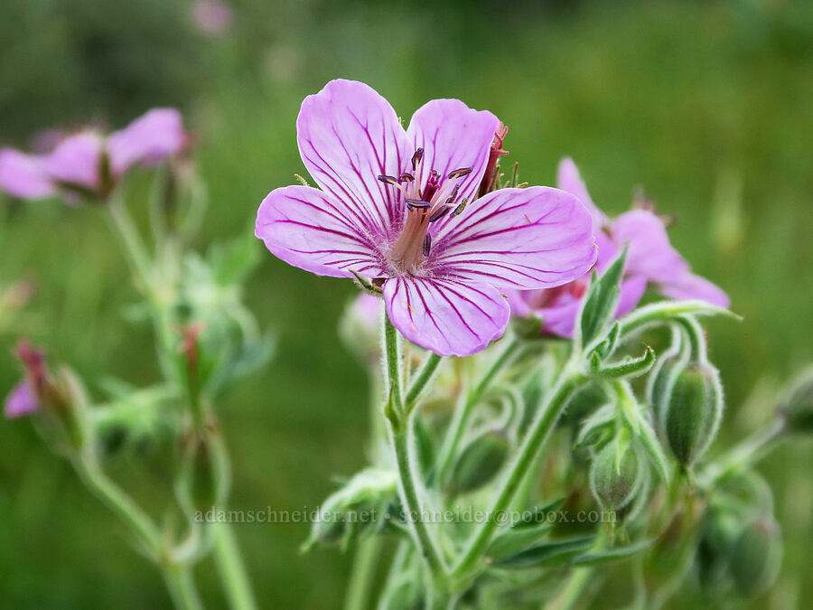sticky geraniums (Geranium viscosissimum) [Brooks Memorial State Park, Klickitat County, Washington]