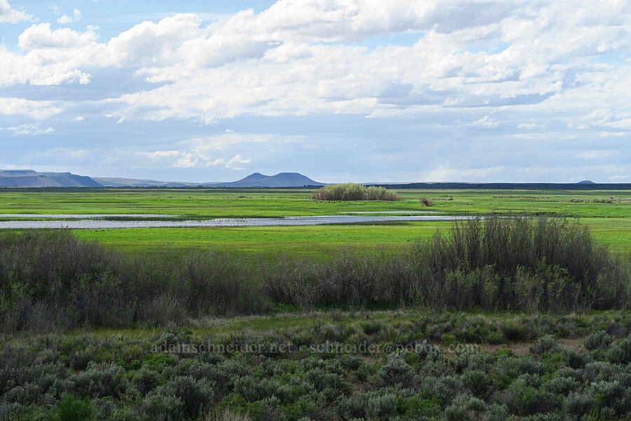 Diamond Swamp & Saddle Butte [Malheur National Wildlife Refuge, Harney County, Oregon]