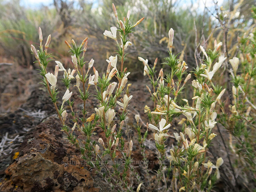 granite prickly-phlox (Linanthus pungens (Leptodactylon pungens)) [Diamond Craters, Harney County, Oregon]