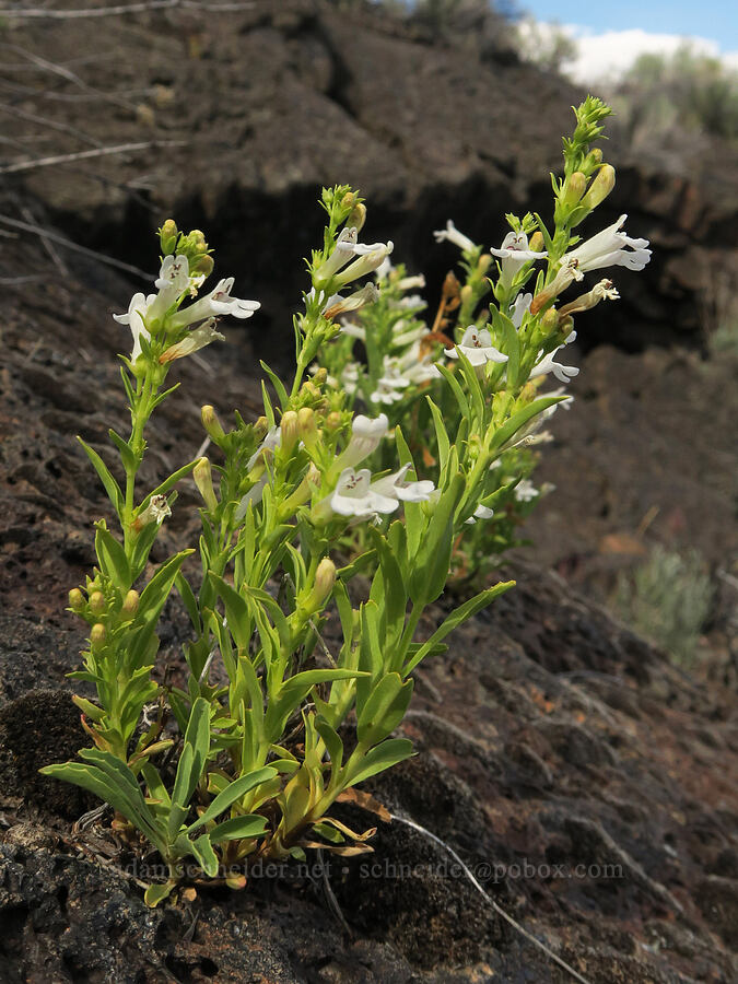 hot rock penstemon (Penstemon deustus) [Diamond Craters, Harney County, Oregon]