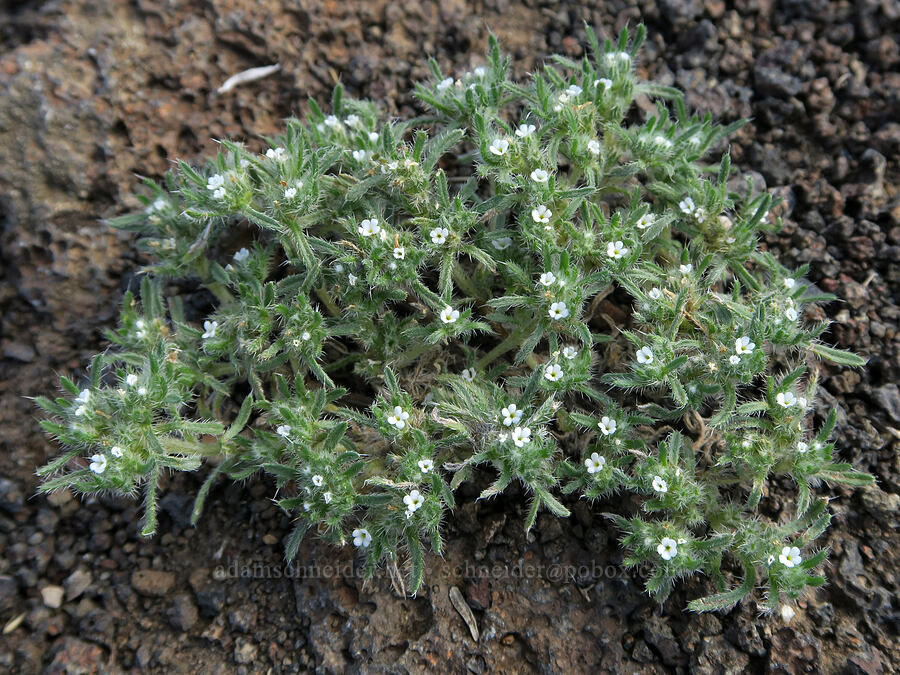 matted cryptantha (Greeneocharis circumscissa var. circumscissa (Cryptantha circumscissa var. circumscissa)) [Diamond Craters, Harney County, Oregon]