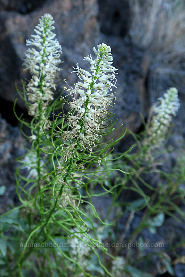 thelypody (Thelypodium laciniatum) [Diamond Craters, Harney County, Oregon]