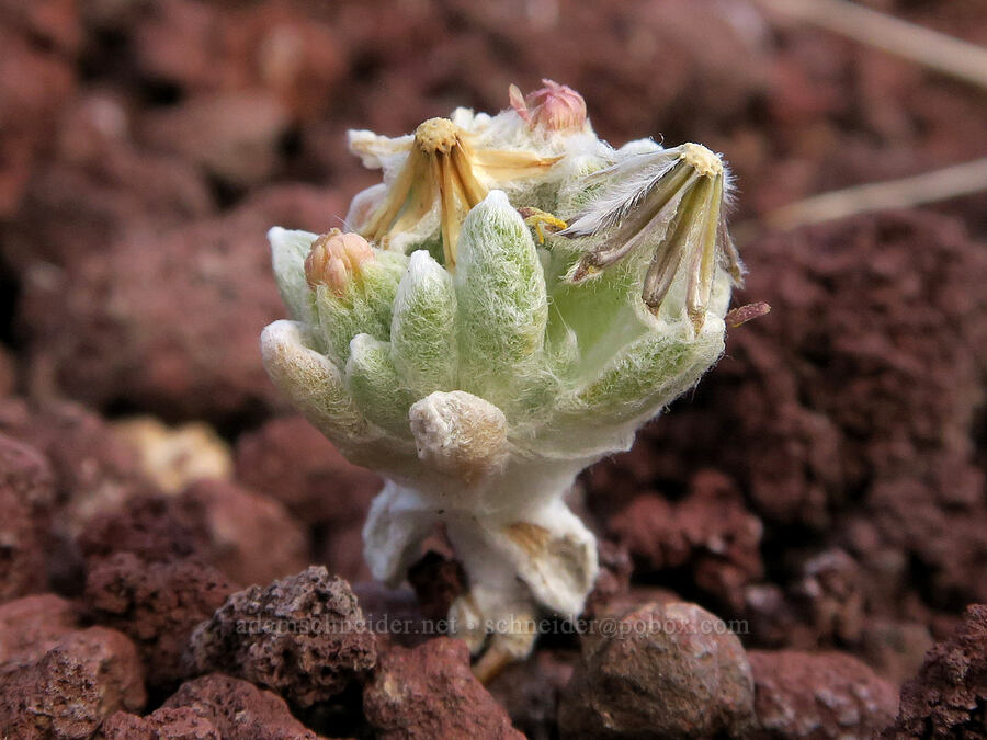 white false tick-head (Eatonella nivea (Burielia nivea)) [Diamond Craters, Harney County, Oregon]