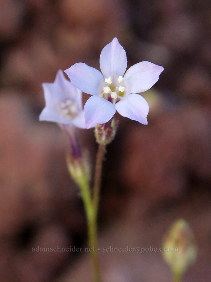 rosy gilia (Gilia sinuata) [Diamond Craters, Harney County, Oregon]