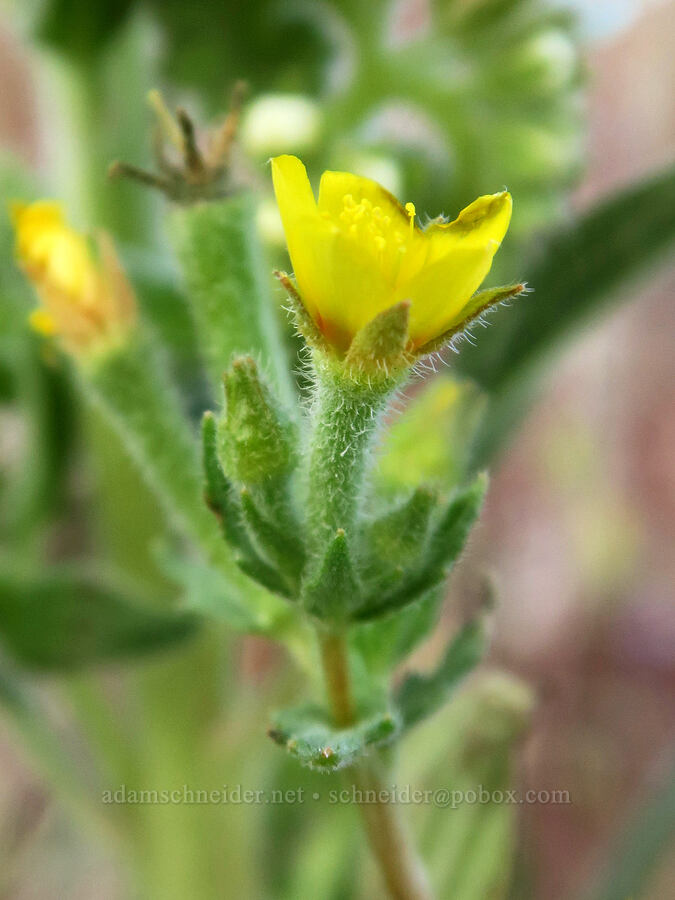 white-stem blazing-star (Mentzelia albicaulis) [Diamond Craters, Harney County, Oregon]