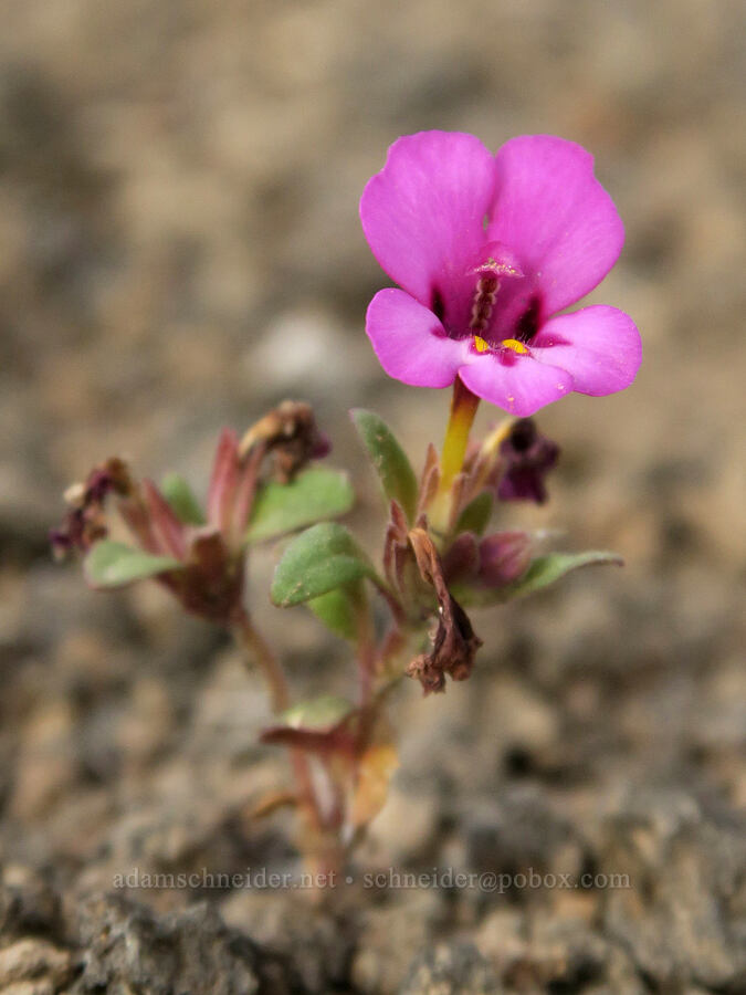 dwarf purple monkeyflower (Diplacus nanus (Mimulus nanus)) [Diamond Craters, Harney County, Oregon]