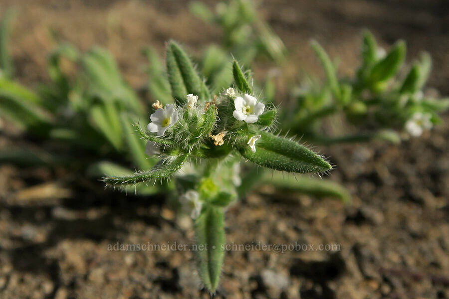cryptantha (Cryptantha sp.) [Diamond Craters, Harney County, Oregon]