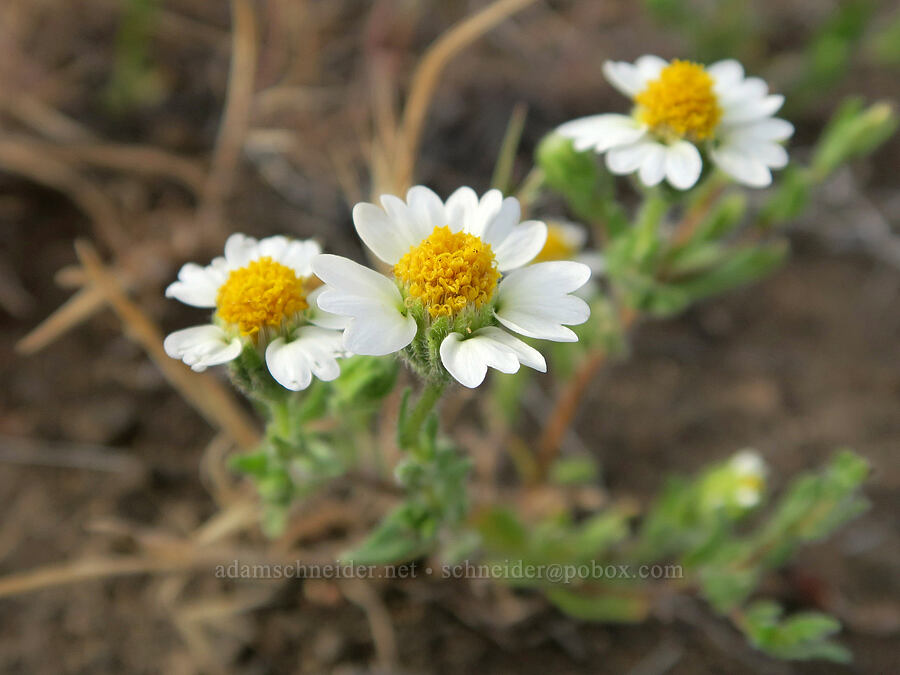 white tidy-tips (Layia glandulosa) [Diamond Craters, Harney County, Oregon]