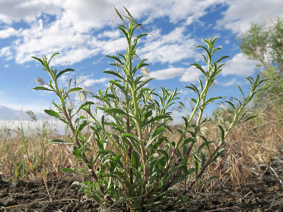 hoary tansy-aster leaves (Dieteria canescens var. canescens (Machaeranthera canescens var. canescens)) [Diamond Craters, Harney County, Oregon]