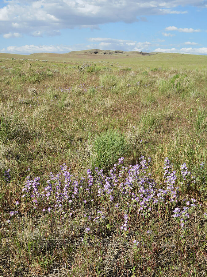 thread-leaf phacelia (Phacelia linearis) [Diamond Craters, Harney County, Oregon]