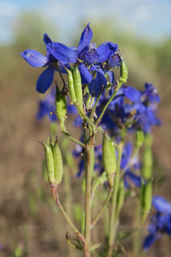 desert larkspur, flowering & fruiting (Delphinium andersonii (Delphinium scaposum var. andersonii)) [Diamond Craters, Harney County, Oregon]