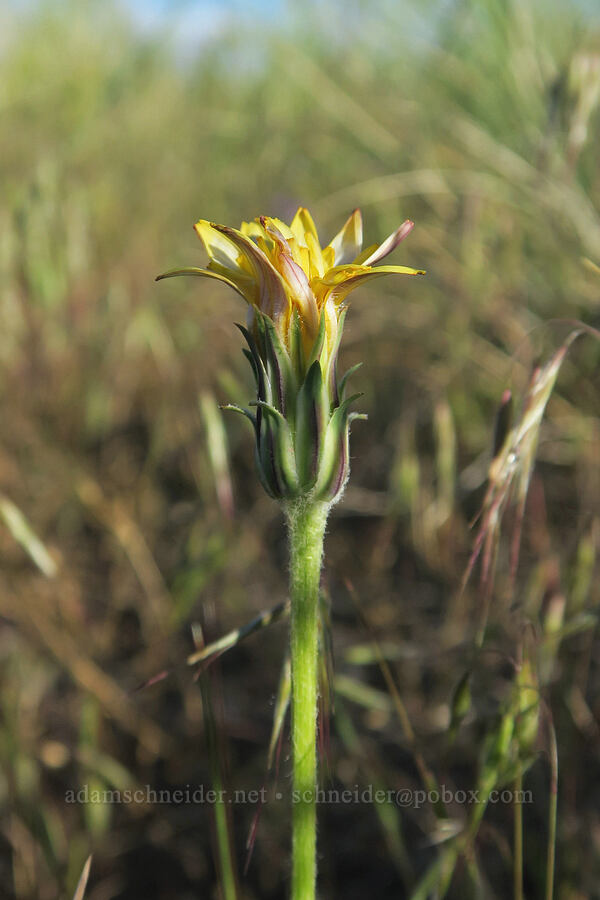 sagebrush agoseris (Agoseris parviflora) [Diamond Craters, Harney County, Oregon]