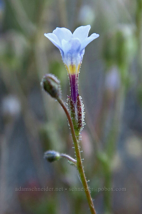 rosy gilia (Gilia sinuata) [Diamond Craters, Harney County, Oregon]