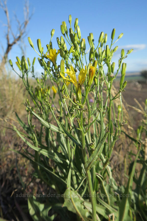 taper-tip hawksbeard (Crepis acuminata) [Diamond Craters, Harney County, Oregon]