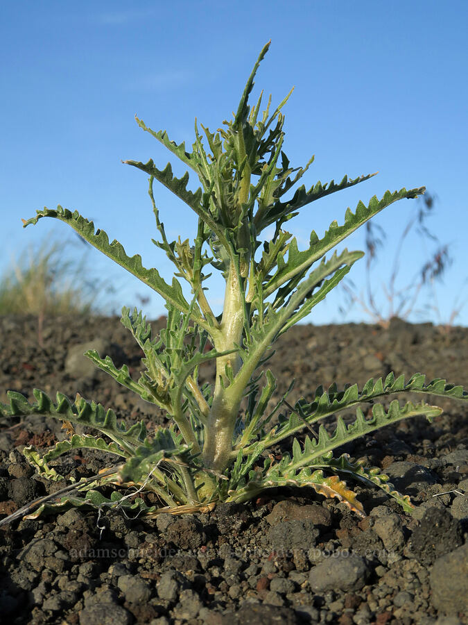 giant blazing-star leaves (Mentzelia laevicaulis) [Diamond Craters, Harney County, Oregon]