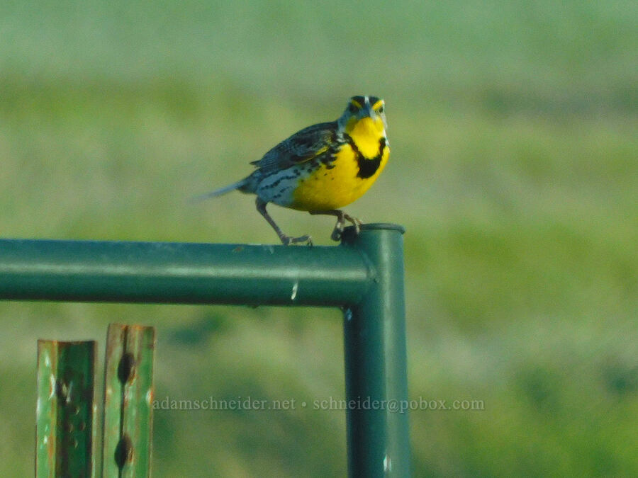 western meadowlark (Sturnella neglecta) [Malheur National Wildlife Refuge, Harney County, Oregon]
