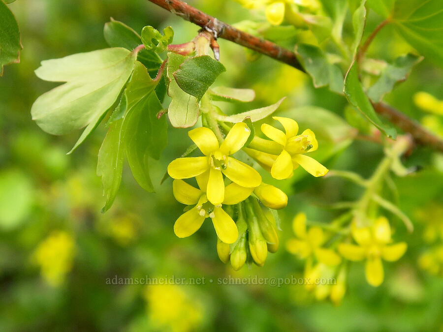 golden currant flowers (Ribes aureum) [Little Summit Prairie, Ochoco National Forest, Wheeler County, Oregon]