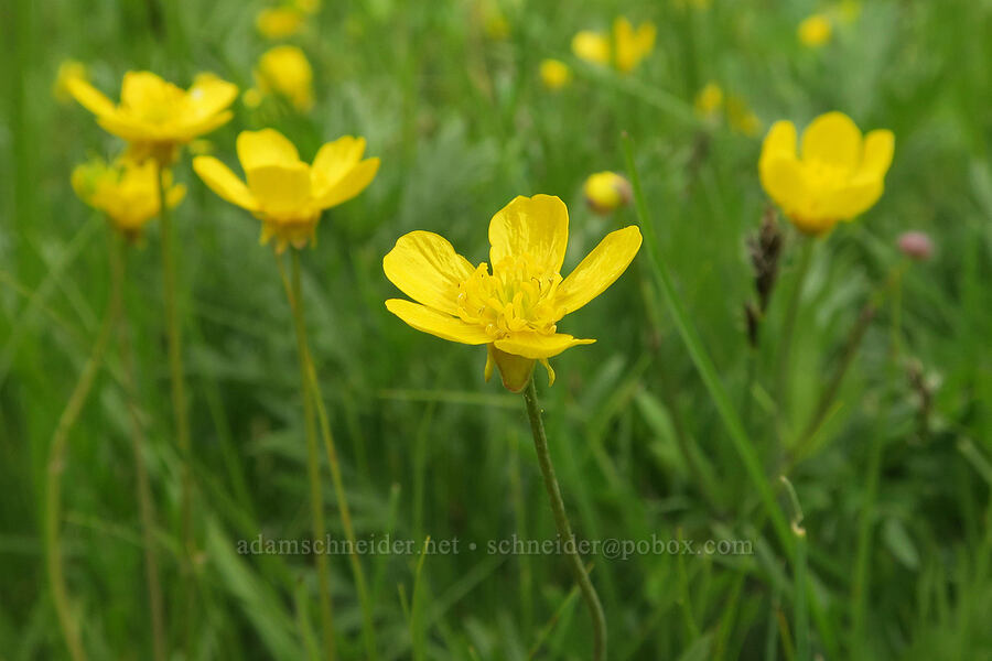 western buttercups (Ranunculus occidentalis) [Little Summit Prairie, Ochoco National Forest, Wheeler County, Oregon]