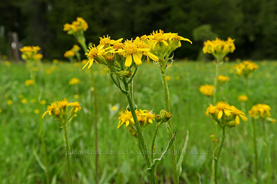 western groundsel (Senecio integerrimus) [Little Summit Prairie, Ochoco National Forest, Wheeler County, Oregon]