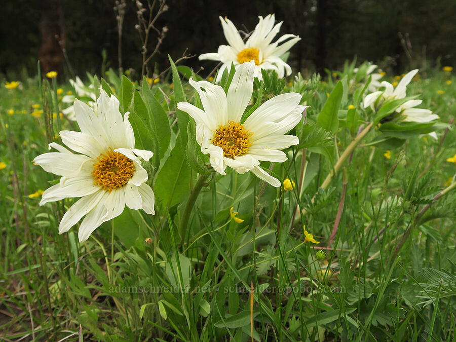 white mule's-ears (Wyethia helianthoides) [Little Summit Prairie, Ochoco National Forest, Wheeler County, Oregon]