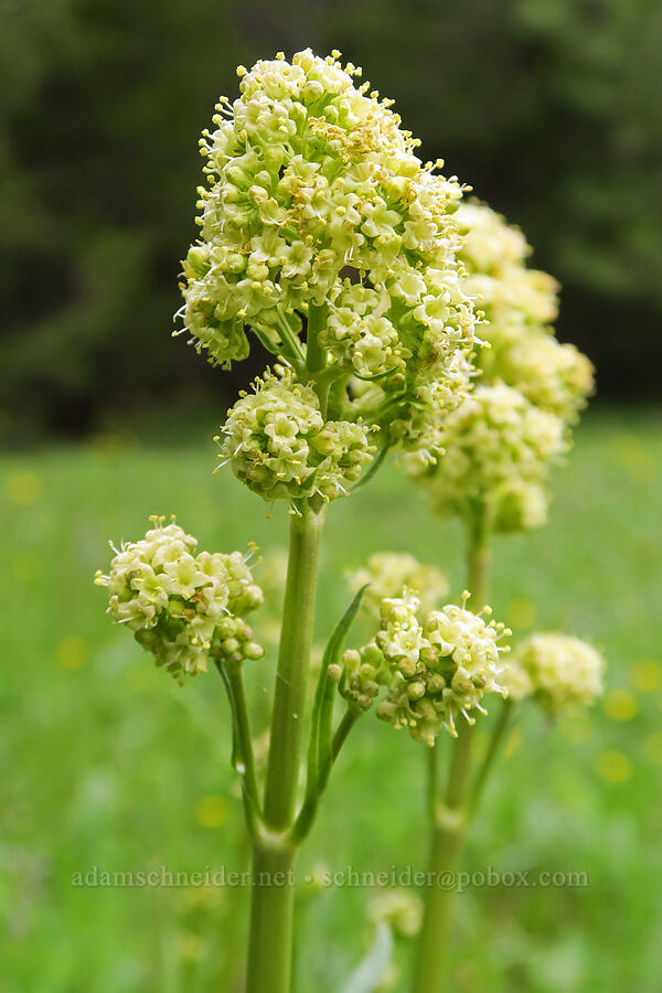 tobacco-root (edible valerian) (Valeriana edulis) [Little Summit Prairie, Ochoco National Forest, Wheeler County, Oregon]