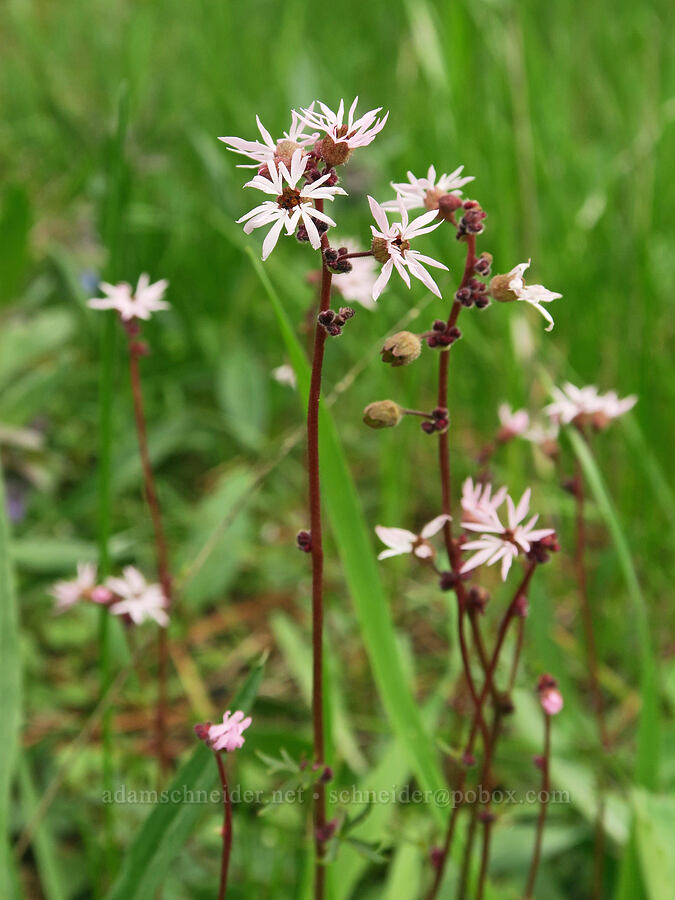 bulblet prairie stars (Lithophragma glabrum) [Little Summit Prairie, Ochoco National Forest, Wheeler County, Oregon]
