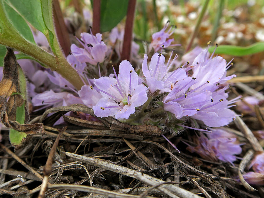 alpine ball-head waterleaf (Hydrophyllum alpestre (Hydrophyllum capitatum var. alpinum)) [Little Summit Prairie, Ochoco National Forest, Crook County, Oregon]