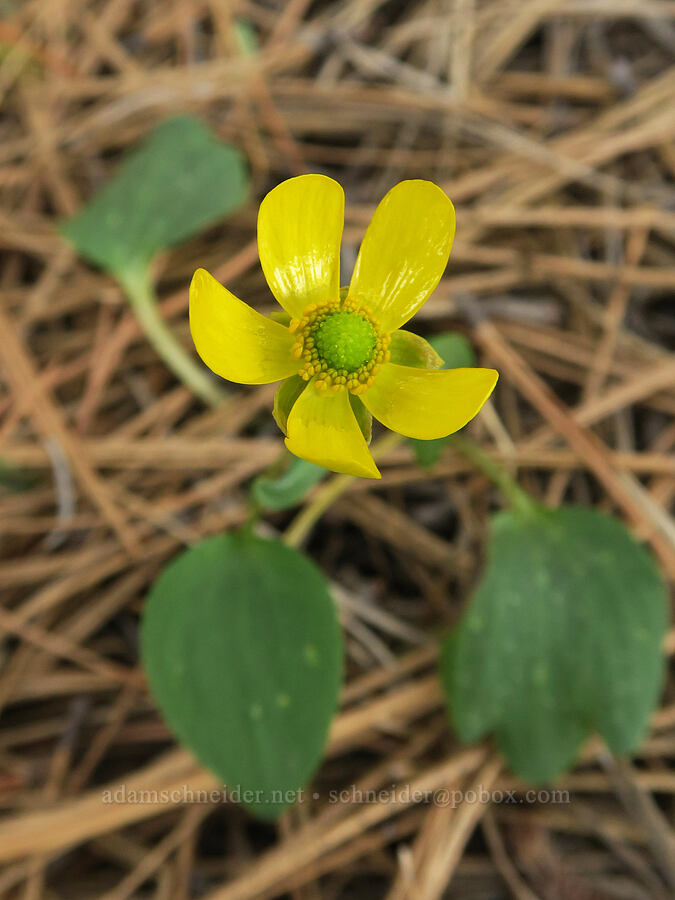 sagebrush buttercup (Ranunculus glaberrimus) [Little Summit Prairie, Ochoco National Forest, Crook County, Oregon]