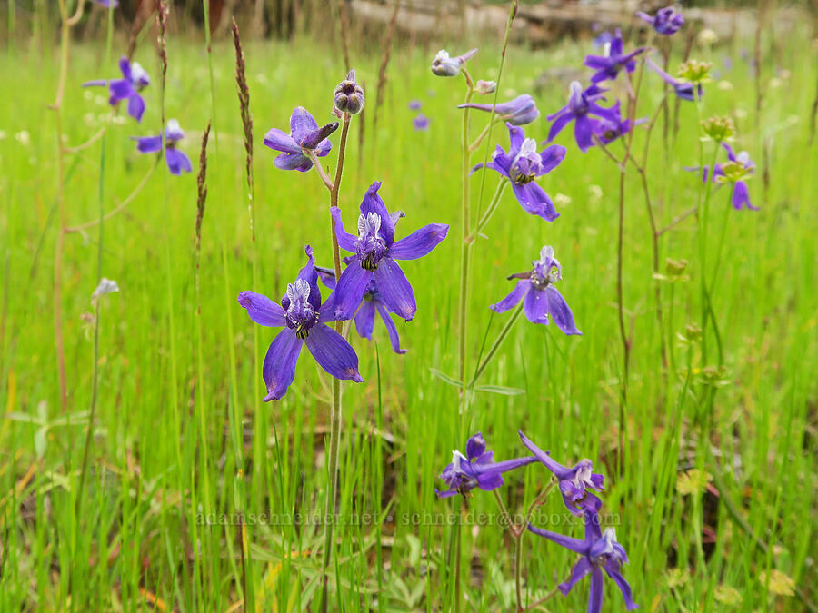 upland larskpur (Delphinium nuttallianum) [Little Summit Prairie, Ochoco National Forest, Crook County, Oregon]