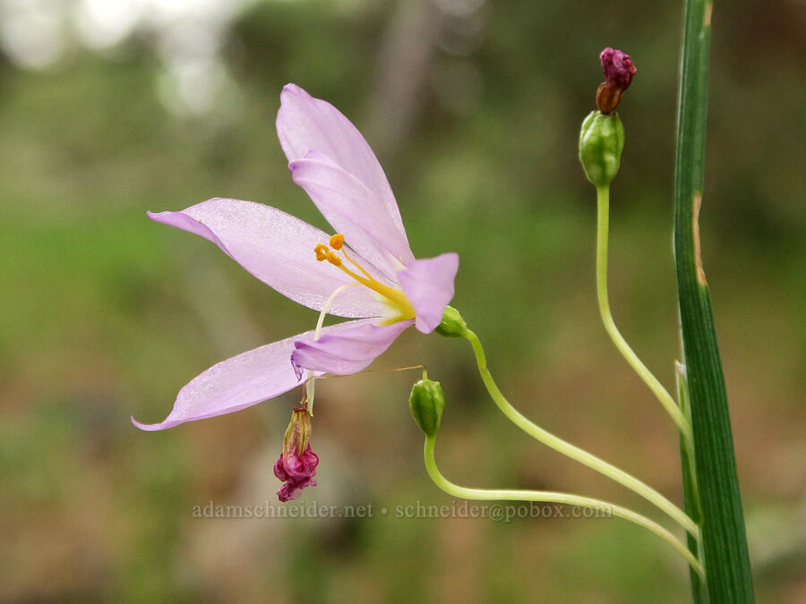 inflated grass-widow (Olsynium inflatum (Olsynium douglasii var. inflatum)) [Little Summit Prairie, Ochoco National Forest, Crook County, Oregon]