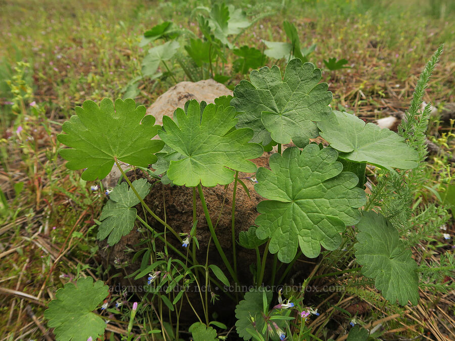 checker-mallow leaves (Sidalcea oregana) [Little Summit Prairie, Ochoco National Forest, Crook County, Oregon]