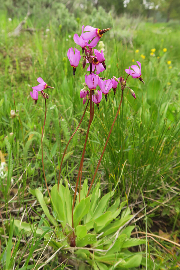 dark-throated shooting stars (Dodecatheon pulchellum var. monanthum (Primula pauciflora var. monantha)) [Little Summit Prairie, Ochoco National Forest, Crook County, Oregon]