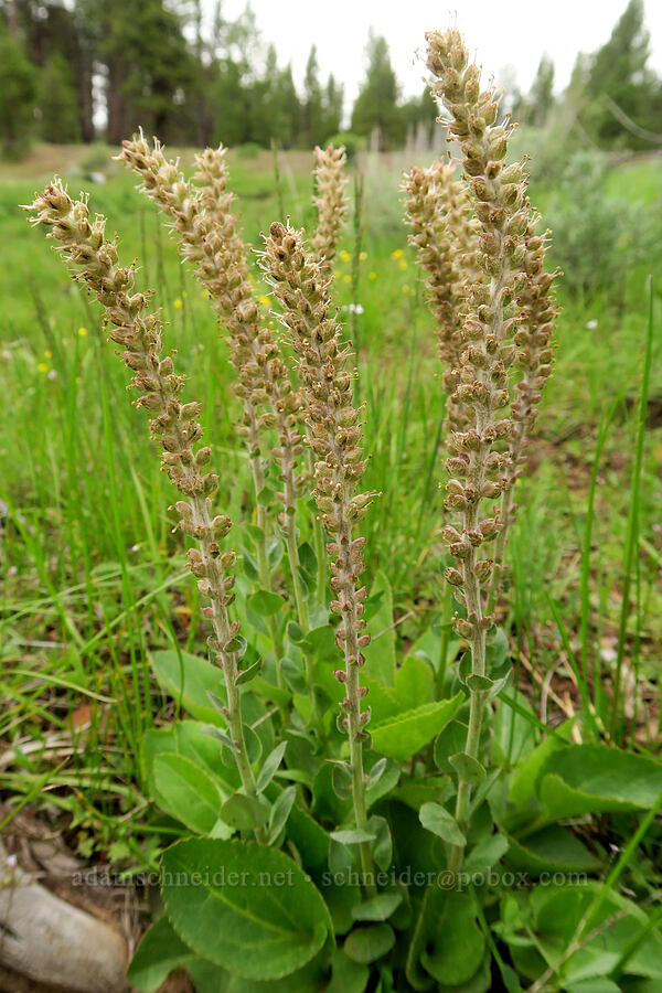 red coral-drops (Besseya rubra (Synthyris rubra) (Veronica rubra)) [Little Summit Prairie, Ochoco National Forest, Crook County, Oregon]