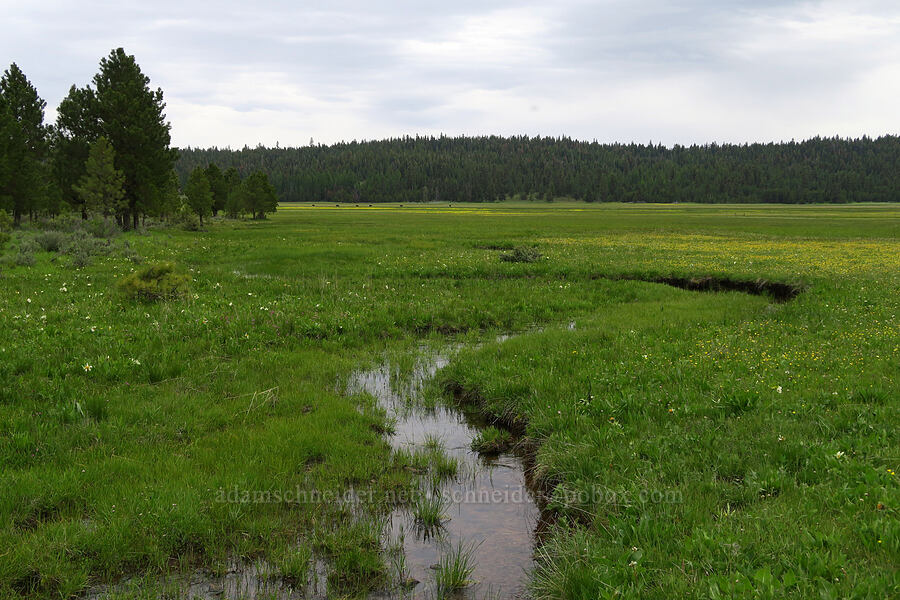 Little Summit Prairie [Little Summit Prairie, Ochoco National Forest, Crook County, Oregon]