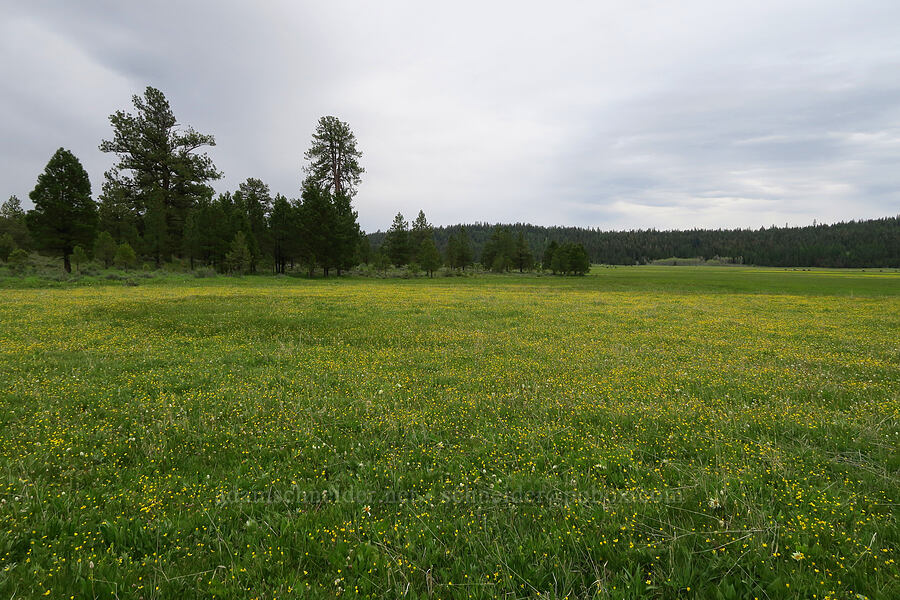 wildflowers (Ranunculus sp., Bistorta bistortoides (Polygonum bistortoides), Wyethia helianthoides) [Little Summit Prairie, Ochoco National Forest, Crook County, Oregon]