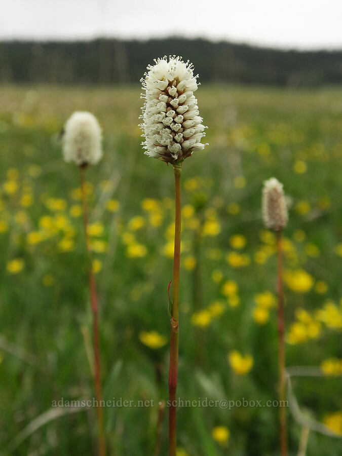 western bistort (Bistorta bistortoides (Polygonum bistortoides)) [Little Summit Prairie, Ochoco National Forest, Crook County, Oregon]