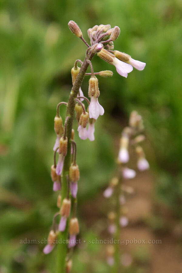 reflexed rock-cress (Boechera retrofracta (Arabis holboellii var. retrofracta)) [Little Summit Prairie, Ochoco National Forest, Crook County, Oregon]