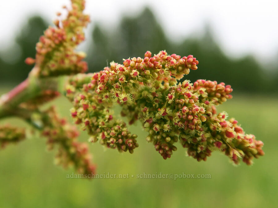 alpine sorrel (female/pistillate flowers) (Rumex paucifolius) [Little Summit Prairie, Ochoco National Forest, Crook County, Oregon]