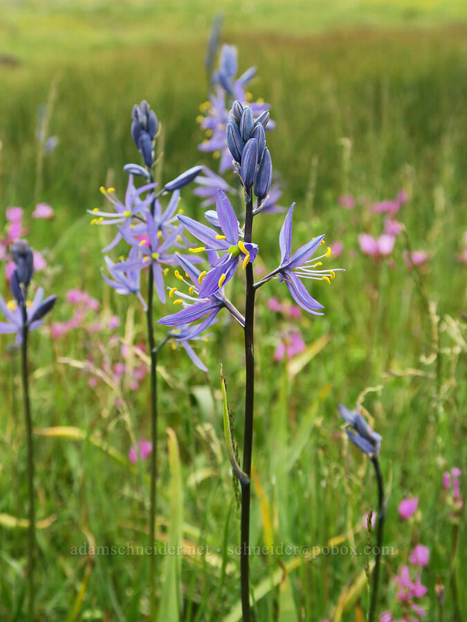 camas (Camassia quamash) [Little Summit Prairie, Ochoco National Forest, Crook County, Oregon]