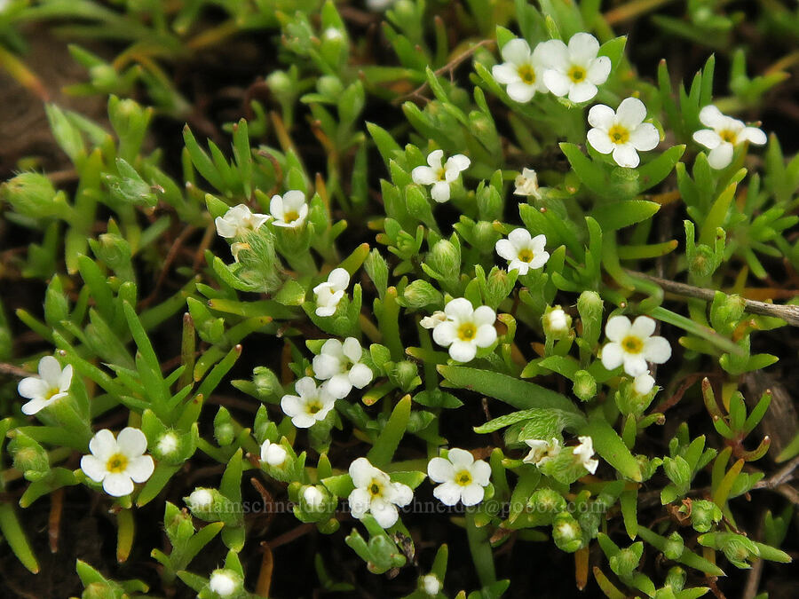 popcorn flower (Plagiobothrys sp.) [Little Summit Prairie, Ochoco National Forest, Crook County, Oregon]