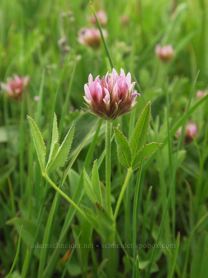 Hansen's long-stalk clover (Trifolium longipes ssp. hansenii (Trifolium hansenii)) [Little Summit Prairie, Ochoco National Forest, Crook County, Oregon]