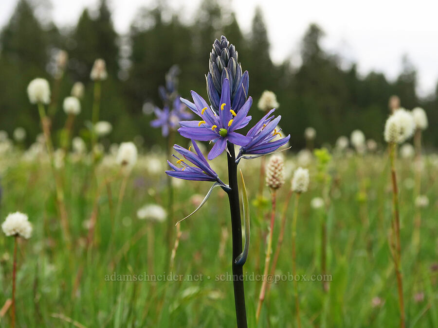 camas & bistort (Camassia quamash, Bistorta bistortoides (Polygonum bistortoides)) [Little Summit Prairie, Ochoco National Forest, Crook County, Oregon]
